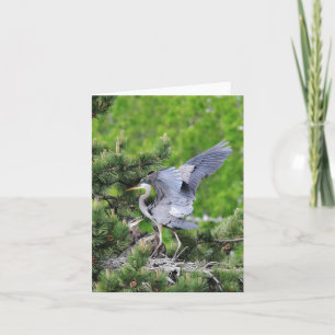 Great Blue Heron & Babies! Card