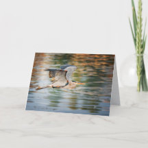 Great Blue Heron Bird All Occasion Blank
