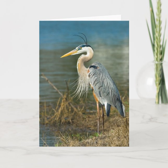 Great Blue Heron Bird at the Pond Card (Front)