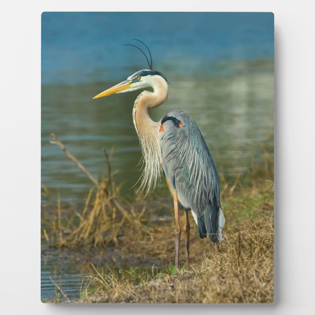 Great Blue Heron Bird at the Pond Plaque (Front)