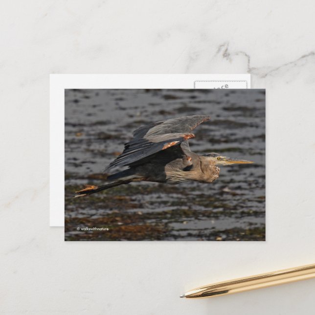 Great Blue Heron Bird in Flight Postcard (Front/Back In Situ)