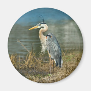 Great Blue Heron Bird Magnet