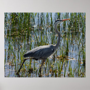 Great Blue Heron Bird Marsh Closeup Poster