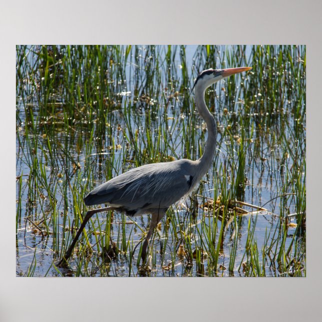Great Blue Heron Bird Marsh Closeup Poster (Front)