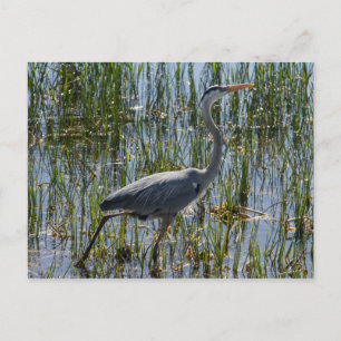 Great Blue Heron Bird Marsh Postcard