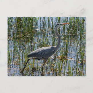 Great Blue Heron Bird Marsh Postcard