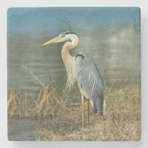 Great Blue Heron Bird Stone Coaster
