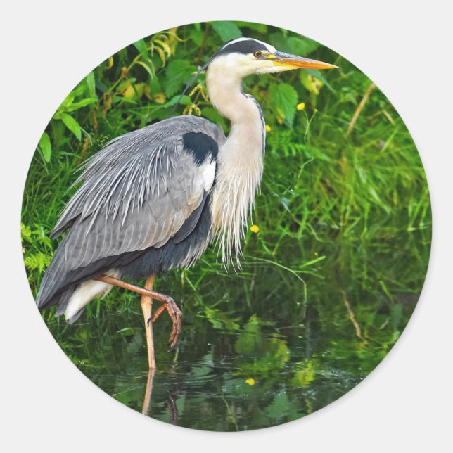Great Blue Heron Bird Wildlife Photo Classic Round Sticker (Front)