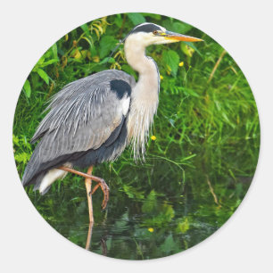 Great Blue Heron Bird Wildlife Photo Classic Round Sticker