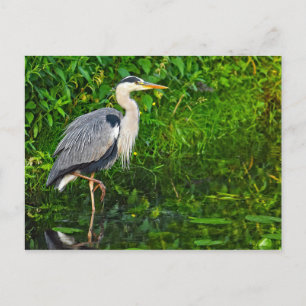 Great Blue Heron Bird Wildlife Photo Postcard