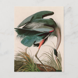 Great Blue Heron Birds of America Audubon Print Holiday Postcard