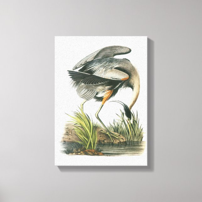 Great Blue Heron by Audubon Canvas Print (Front)