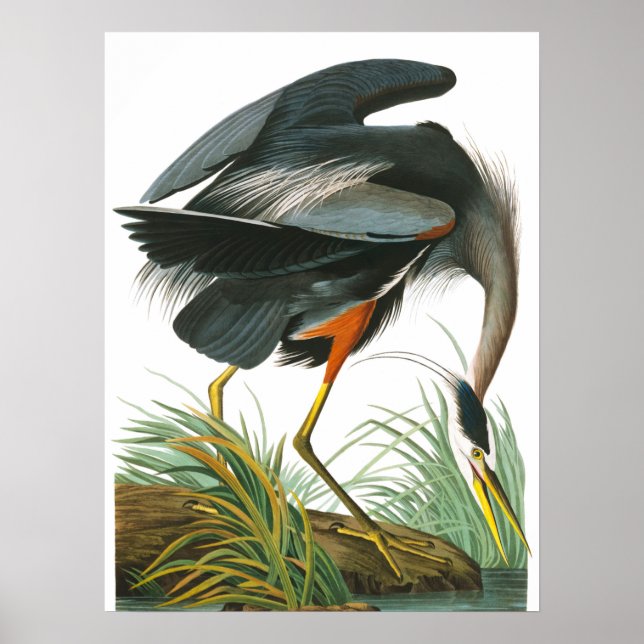 Great Blue Heron by John James Audubon Poster (Front)