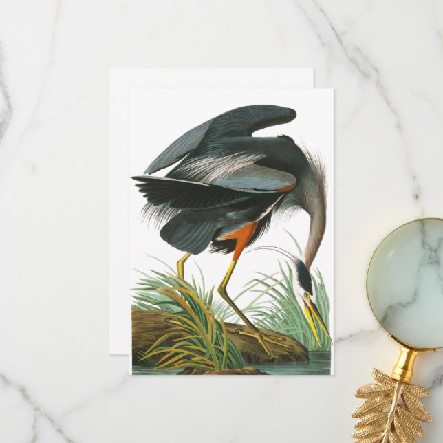 Great Blue Heron by John James Audubon Thank You Card (Front/Back In Situ)