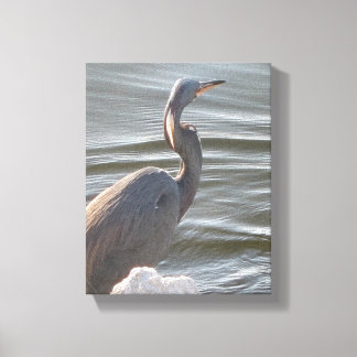 Great Blue Heron by the Water Canvas Print