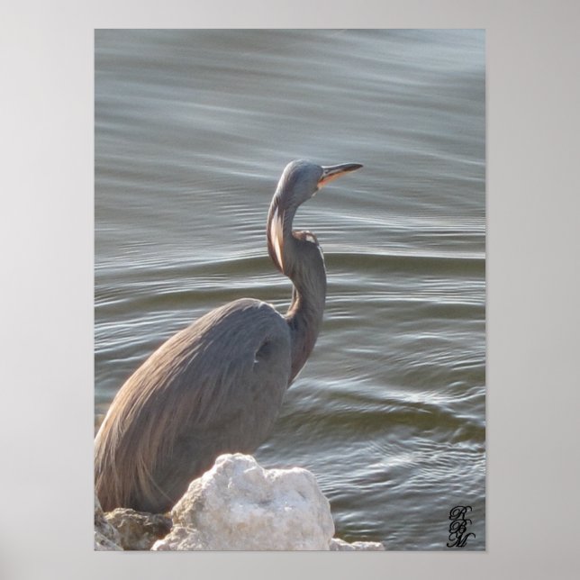 Great Blue Heron by the Water Poster (Front)