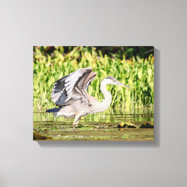 Great Blue Heron Canvas Print (Front)