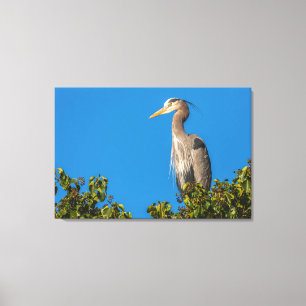 Great Blue Heron Canvas Print