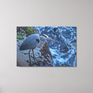 Great Blue Heron Canvas Print