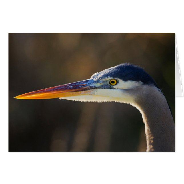 Great Blue Heron, close up portrait (Front Horizontal)