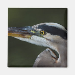Great Blue Heron Close Up Portrait - Bird Photo Magnet
