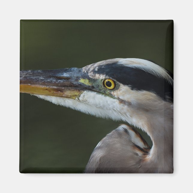 Great Blue Heron Close Up Portrait - Bird Photo Magnet (Front)