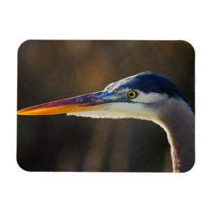 Great Blue Heron, close up portrait Magnet
