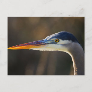 Great Blue Heron, close up portrait Postcard