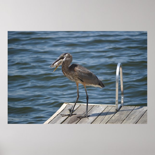 Great Blue Heron Close Up Poster (Front)