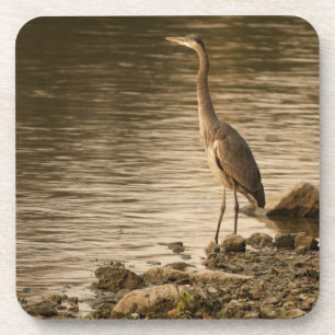 Great Blue Heron Coaster