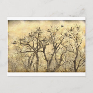 Great Blue Heron Colonies Fine Art Postcard