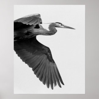 Great Blue Heron Crop black and white Poster