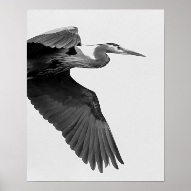 Great Blue Heron Crop black and white Poster (Front)