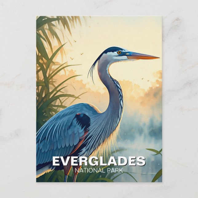 Great Blue Heron Everglades National Park Morning Postcard (Front)