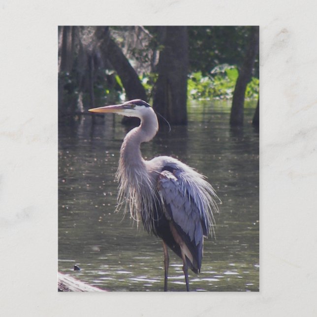 Great Blue Heron Fishing for Lunch Postcard (Front)