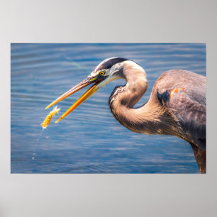 Great Blue Heron Fishing Print Wetland Art