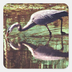 Great Blue Heron Fishing Square Sticker