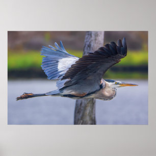 Great Blue Heron Flight Print Wildlife Bird Art