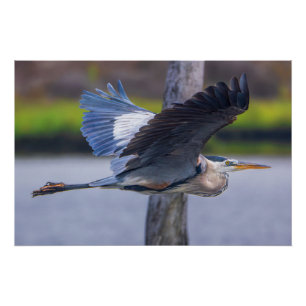 Great Blue Heron Flight Wall Art Wildlife Bird