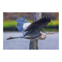 Great Blue Heron Flight Wildlife Bird Photography