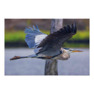 Great Blue Heron Flight Wildlife Bird Photography Poster