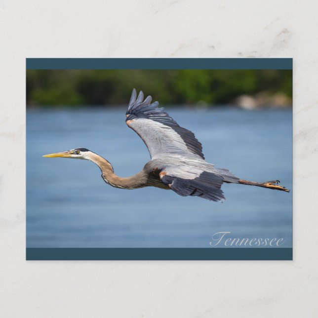 Great Blue Heron flying at the Tennessee river Postcard (Front)
