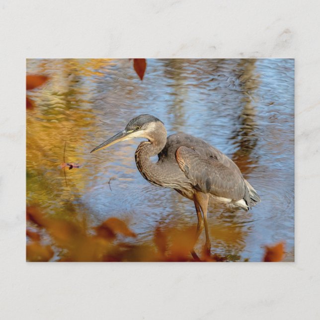 Great Blue Heron framed with fall foliage Postcard (Front)