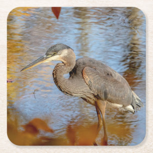Great Blue Heron framed with fall foliage Square Paper Coaster