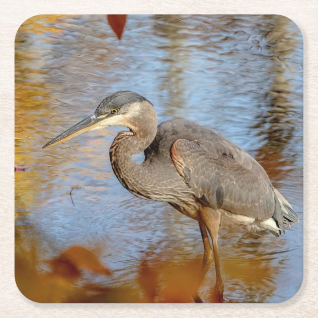 Great Blue Heron framed with fall foliage Square Paper Coaster (Front)
