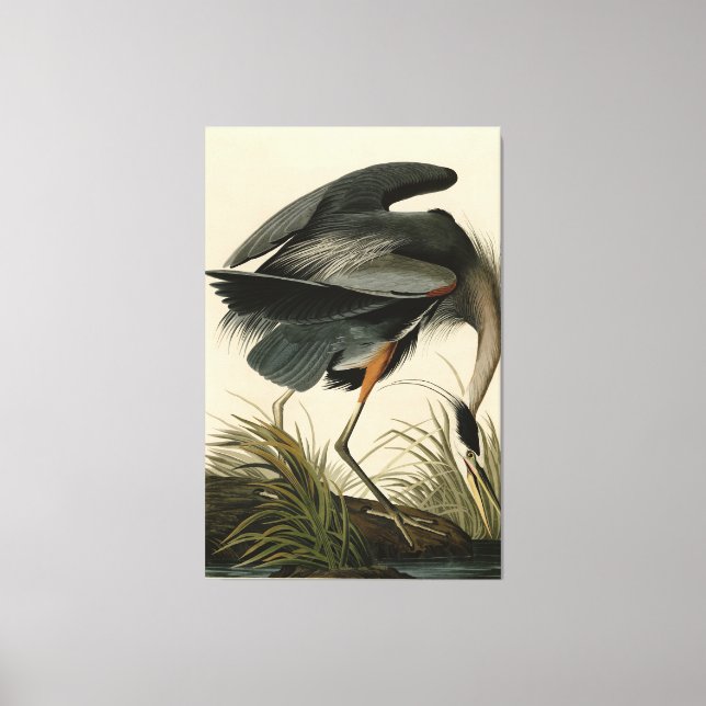 Great Blue Heron from Audubon's Birds of America Canvas Print (Front)