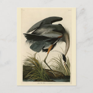 Great Blue Heron from Audubon's Birds of America Postcard