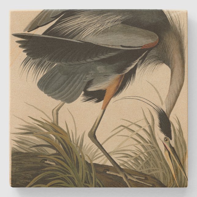 Great Blue Heron from Audubon's Birds of America Stone Coaster (Front)