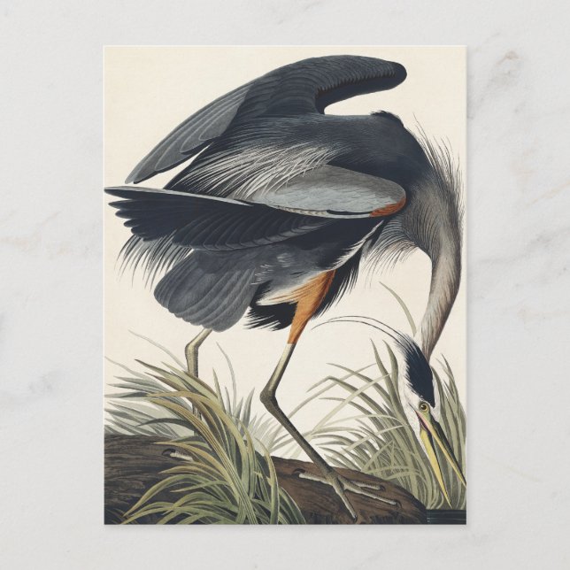 Great Blue Heron from Birds of America Postcard (Front)
