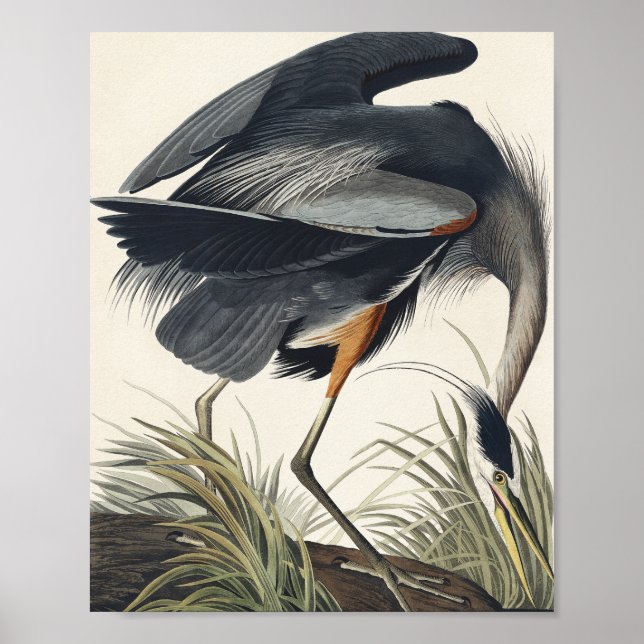 Great Blue Heron from Birds of America Poster (Front)